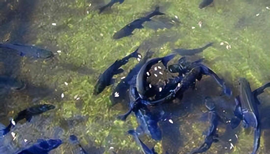 2008年,重庆一老农在家挖出"鱼泉",住宅变景点,一年门票收入30万