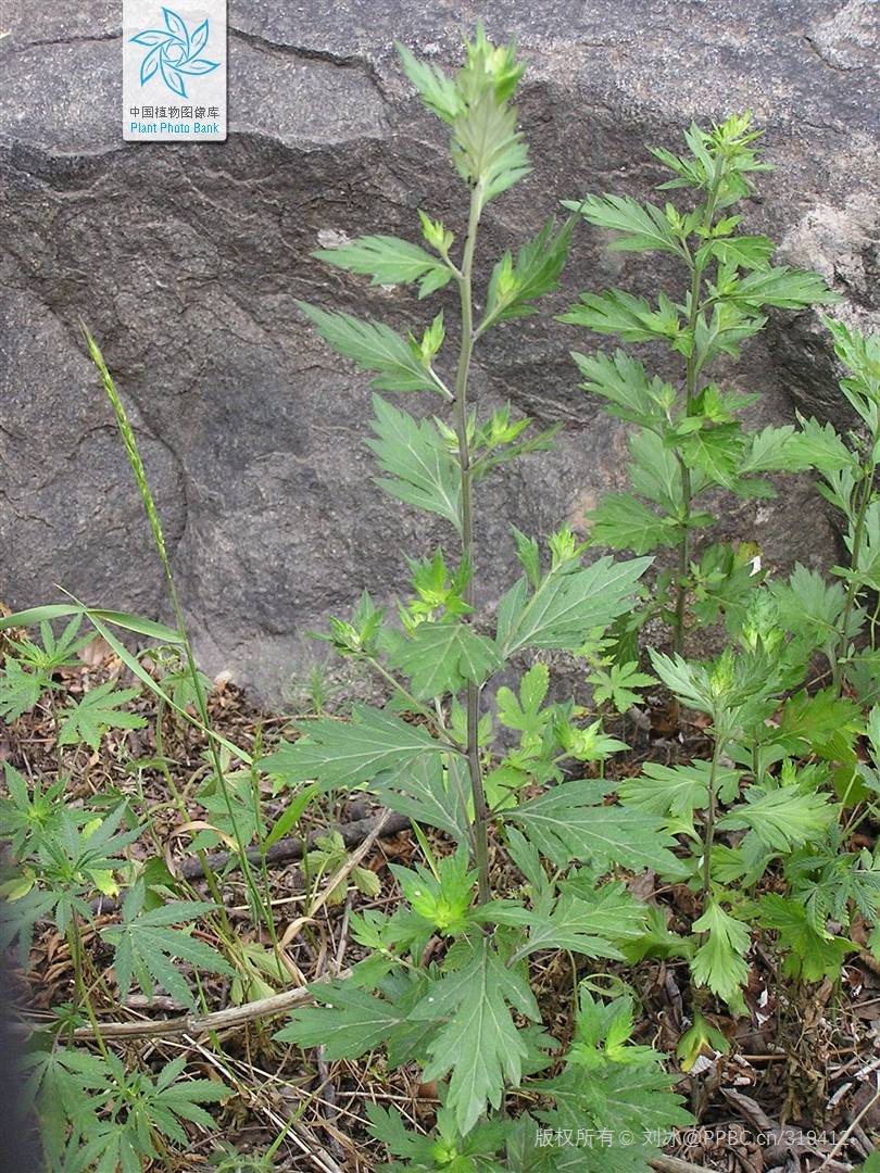 我见到的山东本土植物和园林栽培植物