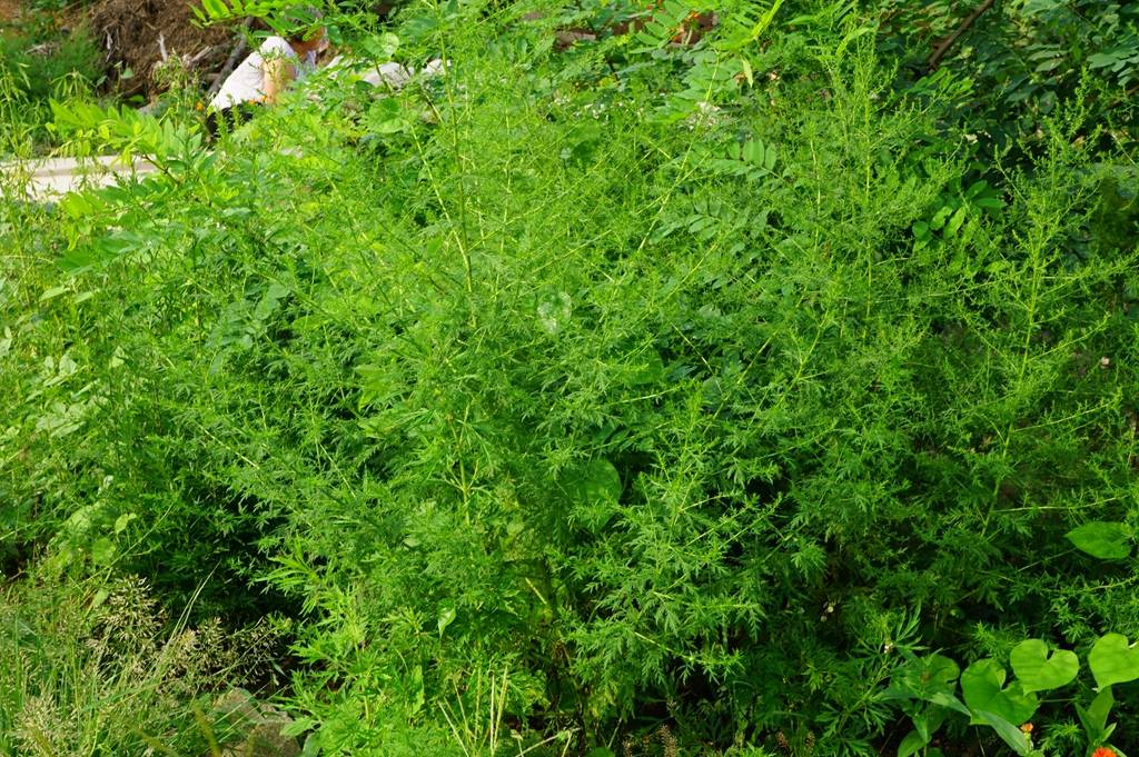 我见到的山东本土植物和园林栽培植物