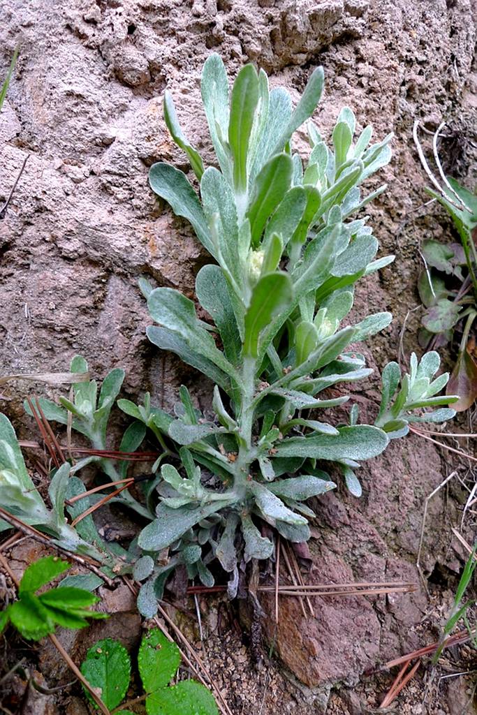 我见到的山东本土植物和园林栽培植物