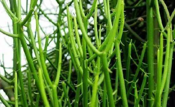 为什么沙漠没有很多植物？