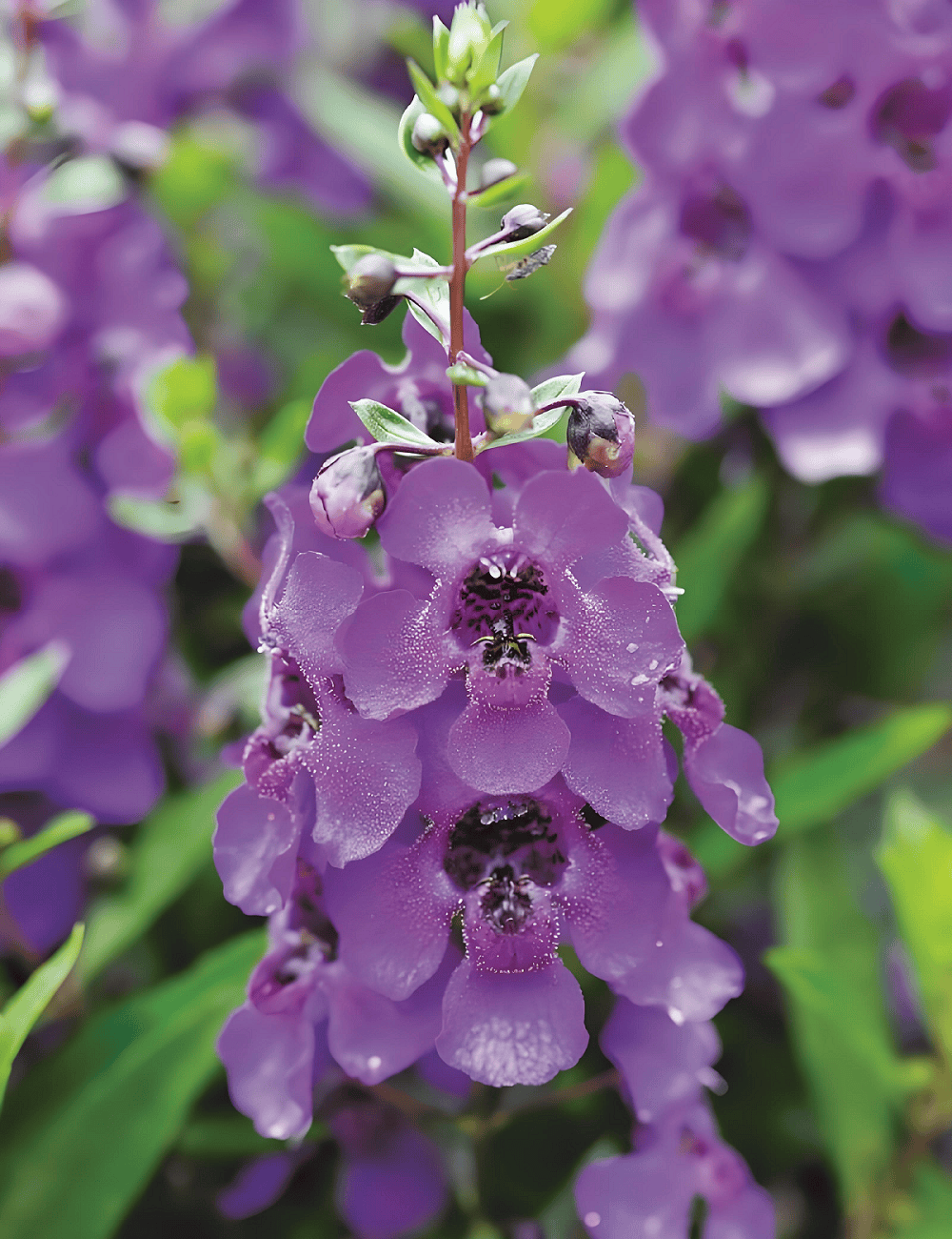 金鸡菊金鸡菊,二月兰:适合