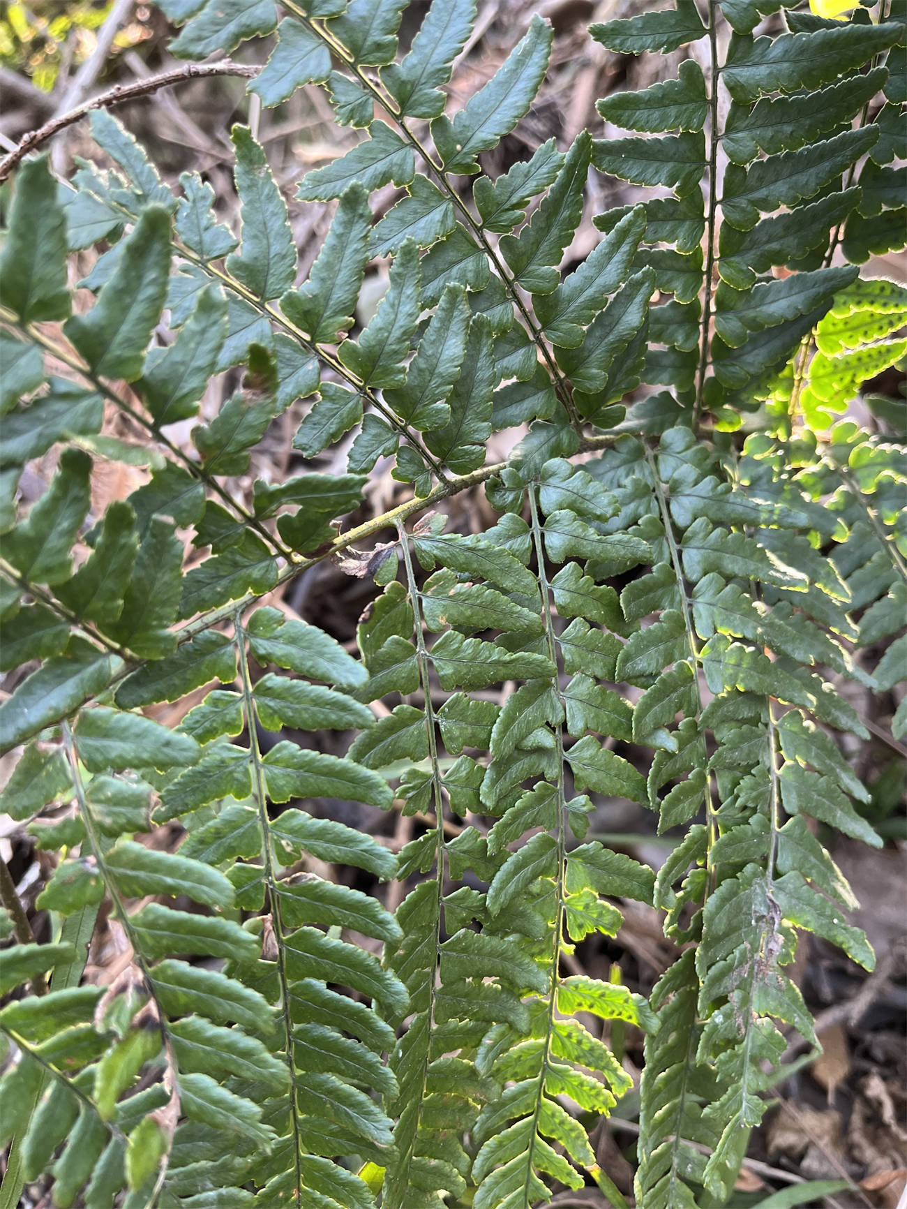 草木世界之227:鳞毛蕨