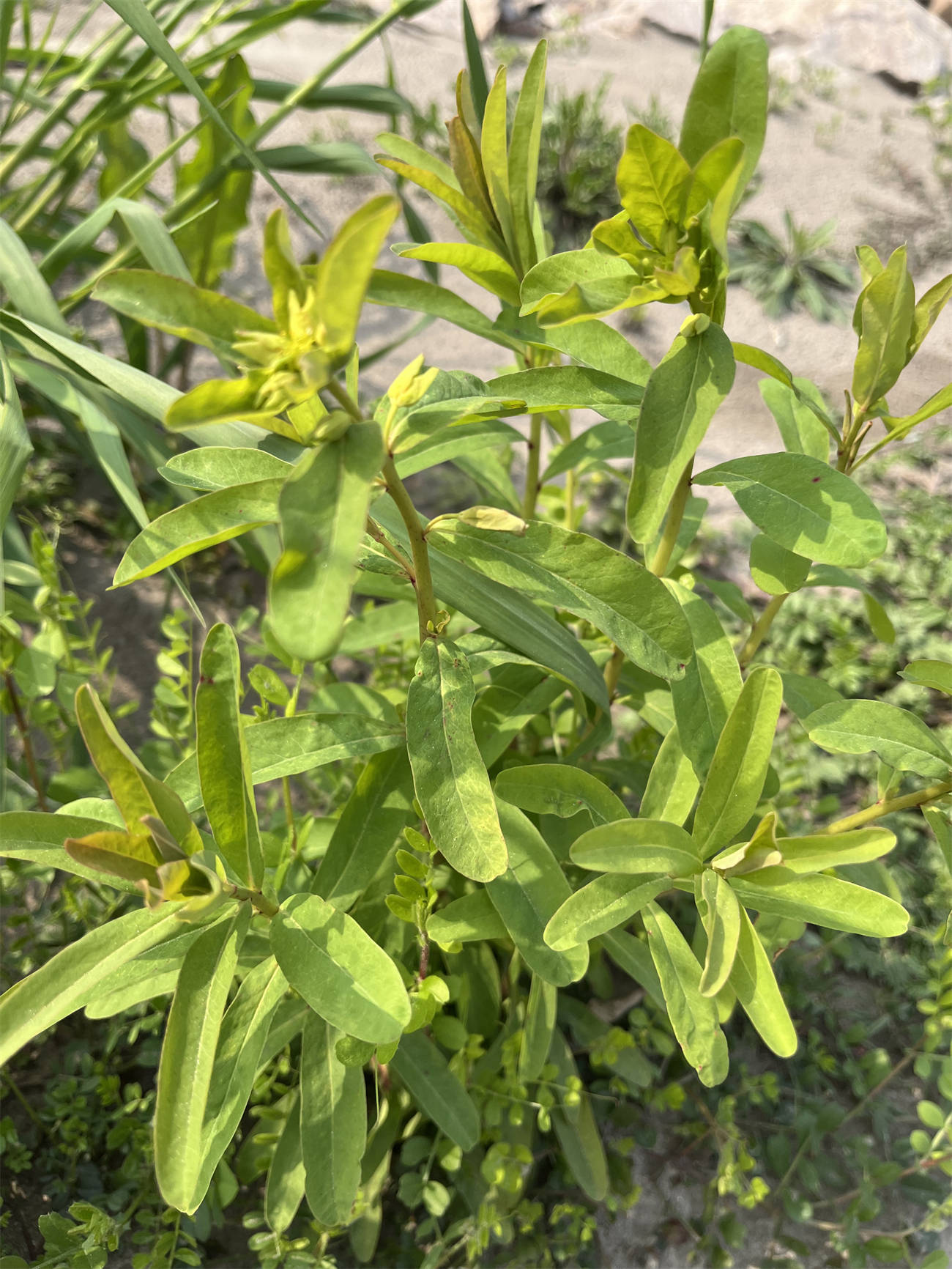 别名猫眼草烂