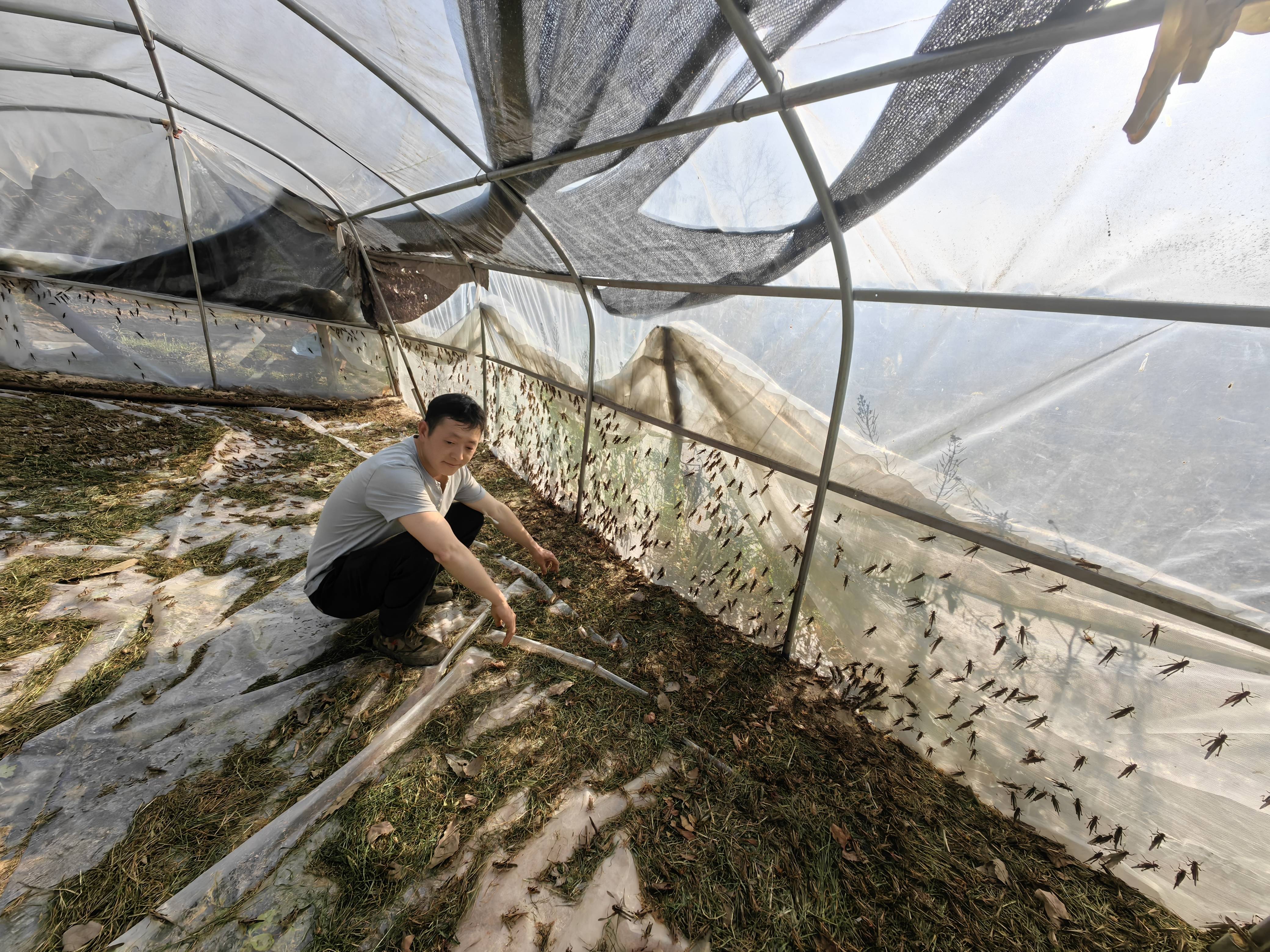 广西蚂蚱养殖基地的简单介绍 广西蚂蚱养殖基地的简单

先容
（广西蚂蚱养殖有销路吗） 养殖