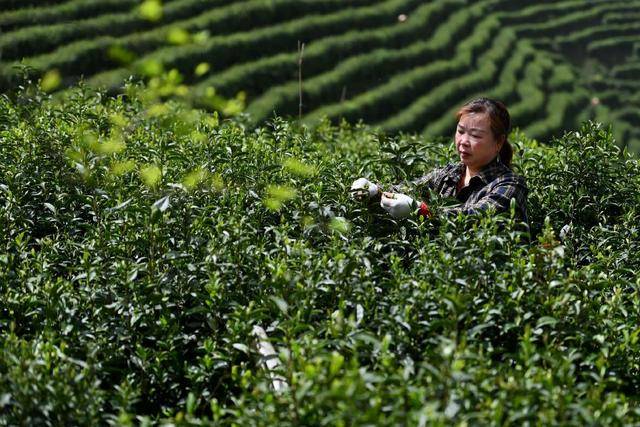 Guyu Tea押韵：与Lu Wenyang的春季茶的关系