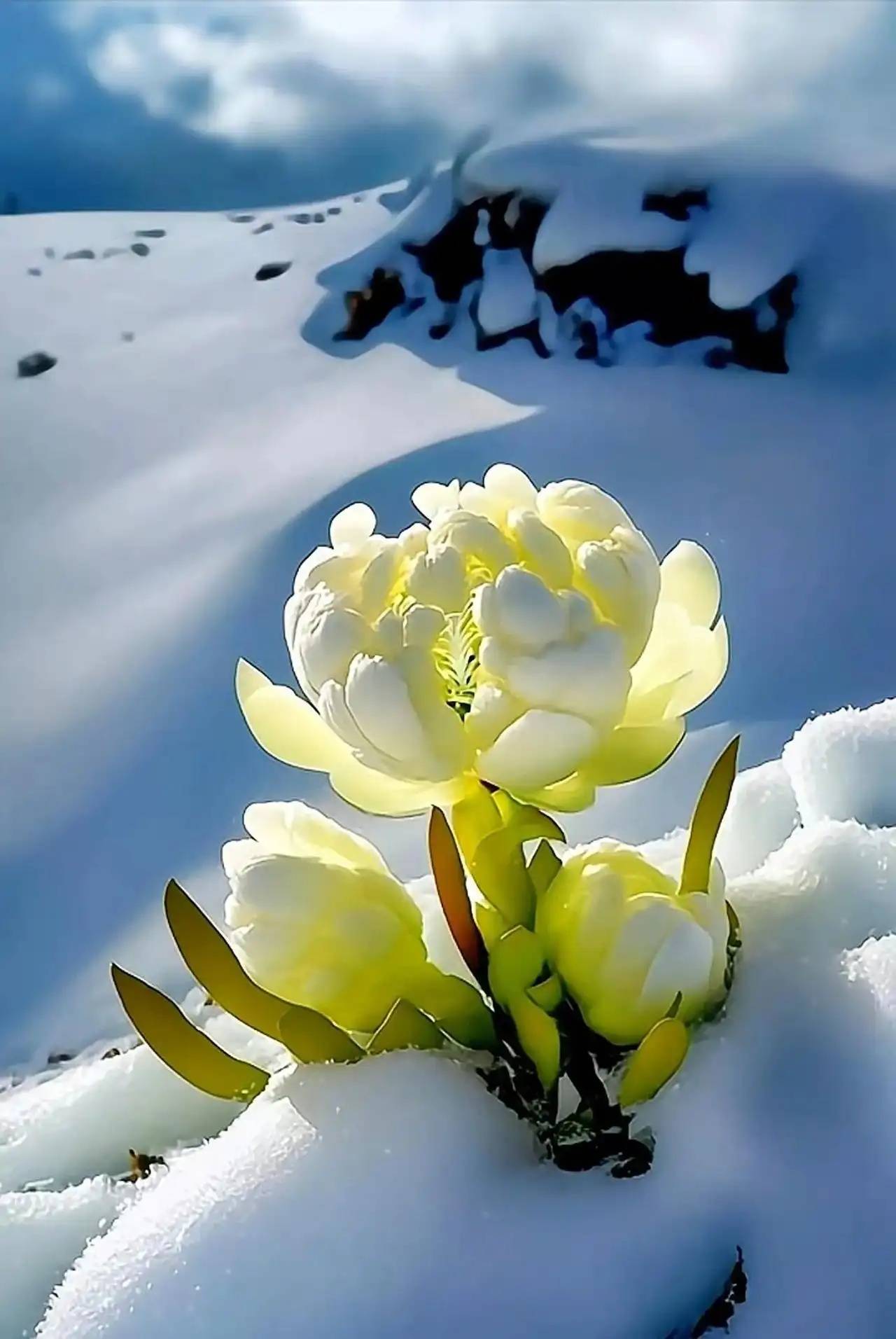 一团微光在雪中跃动,洁白或粉紫的花瓣如佛座层层展开,那是雪莲在无声
