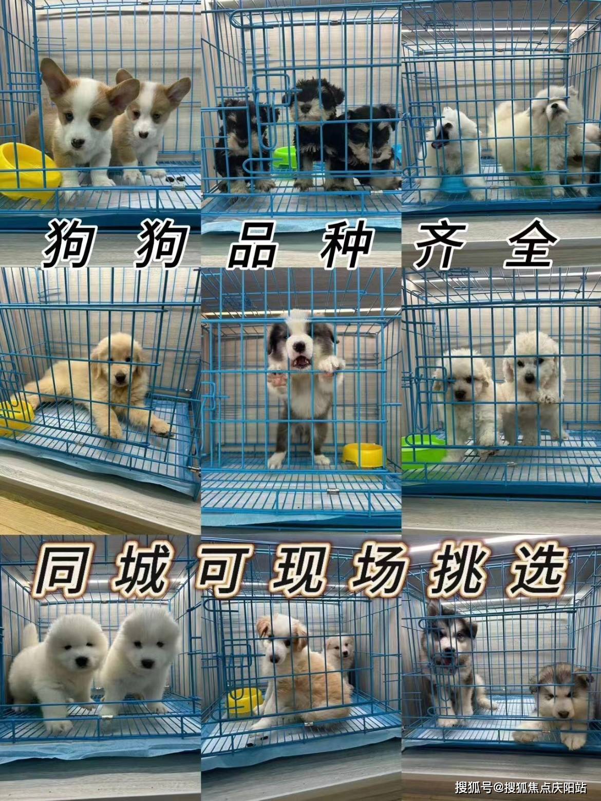 柴犬生产全过程