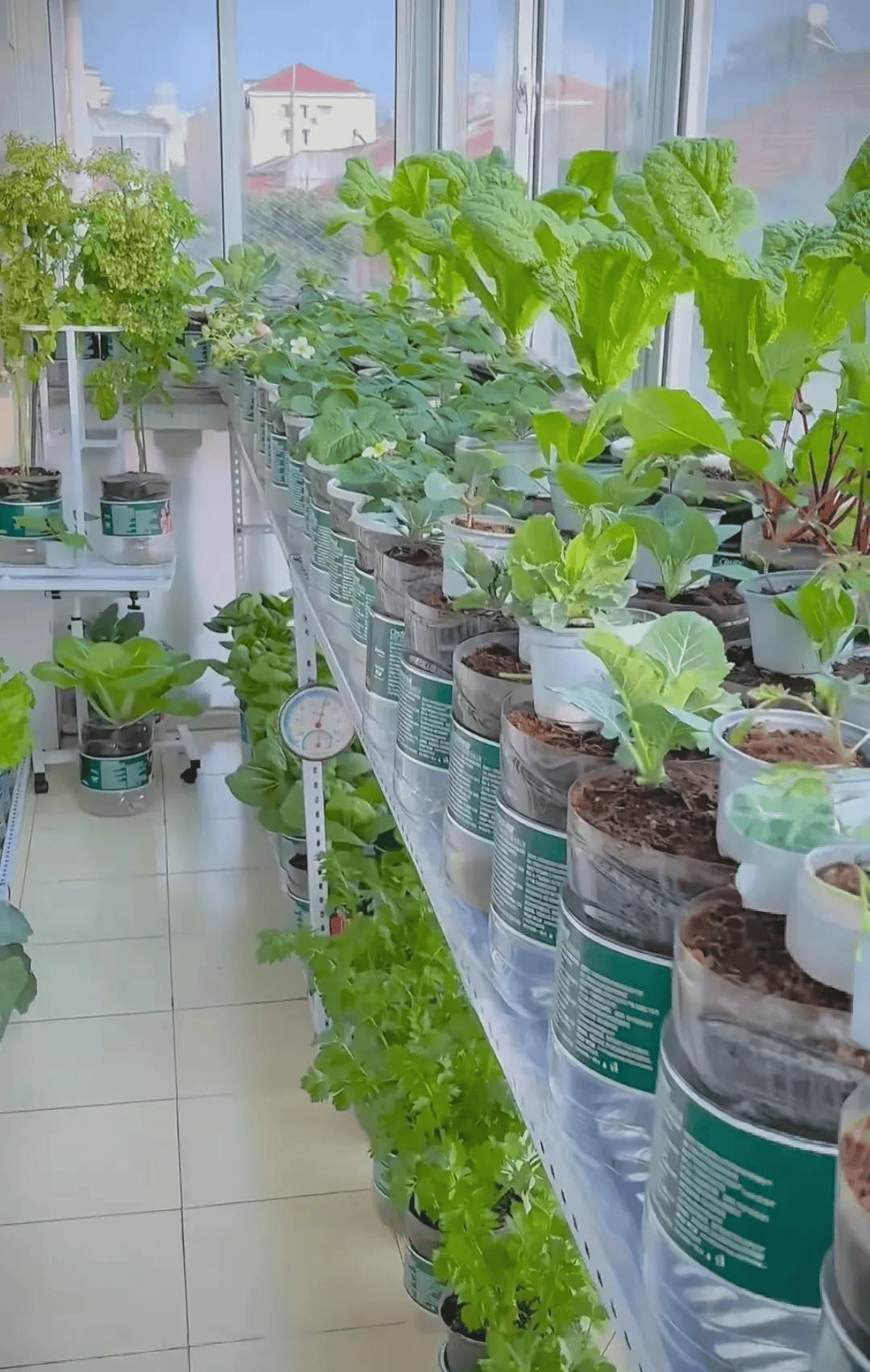 上海一女子在封闭阳台用200个矿泉水瓶种菜实现了蔬菜自由