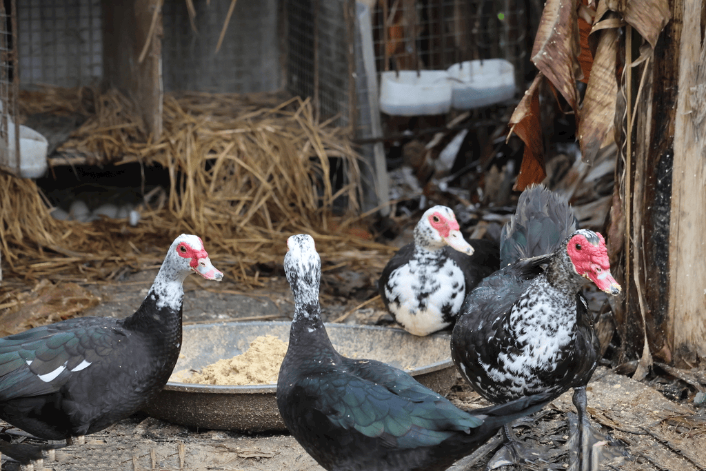 番鸭育雏期的饲养和管理