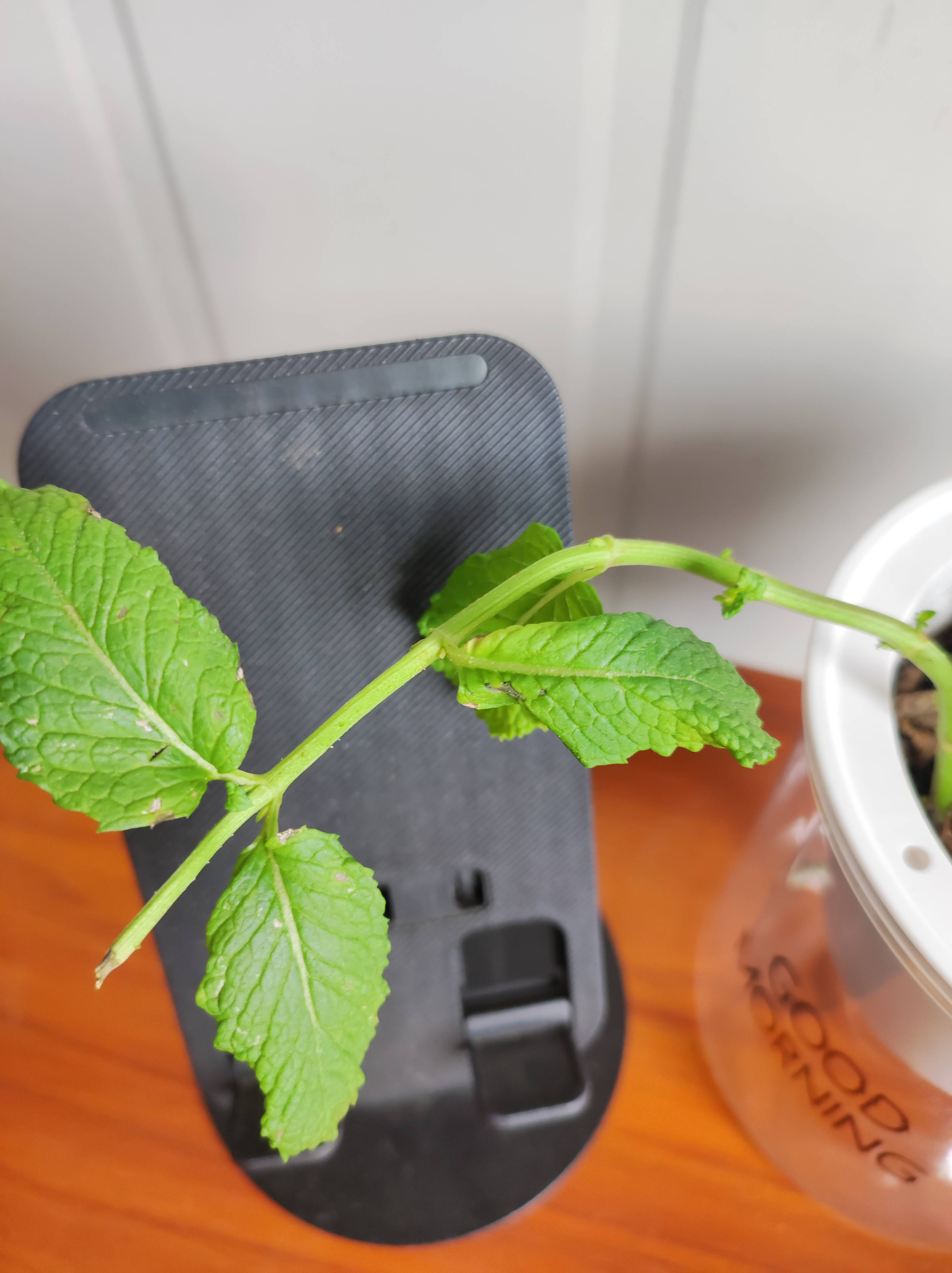 皱叶留兰香vs薄荷三招教你从外观一眼辨双生