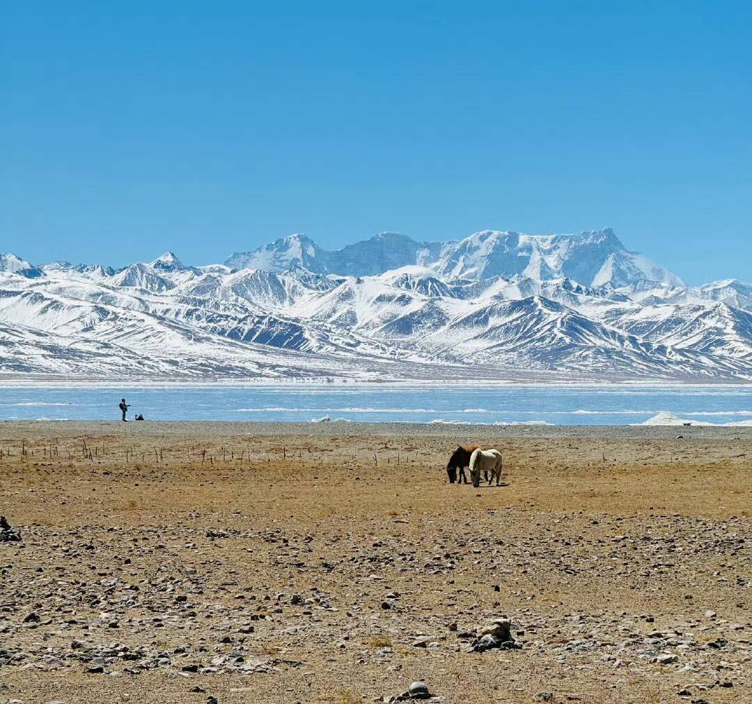 西藏旅游报价趋势分析：探寻云端的美景