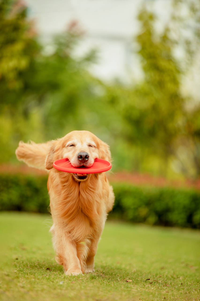 金毛寻回犬:聪明和"暖心"的性格著称,是极佳的家庭伴侣犬