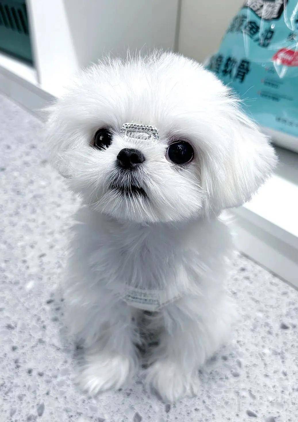 马尔济斯犬: 纯白色长毛小型犬,性格温顺可爱,是历史悠久的伴侣犬