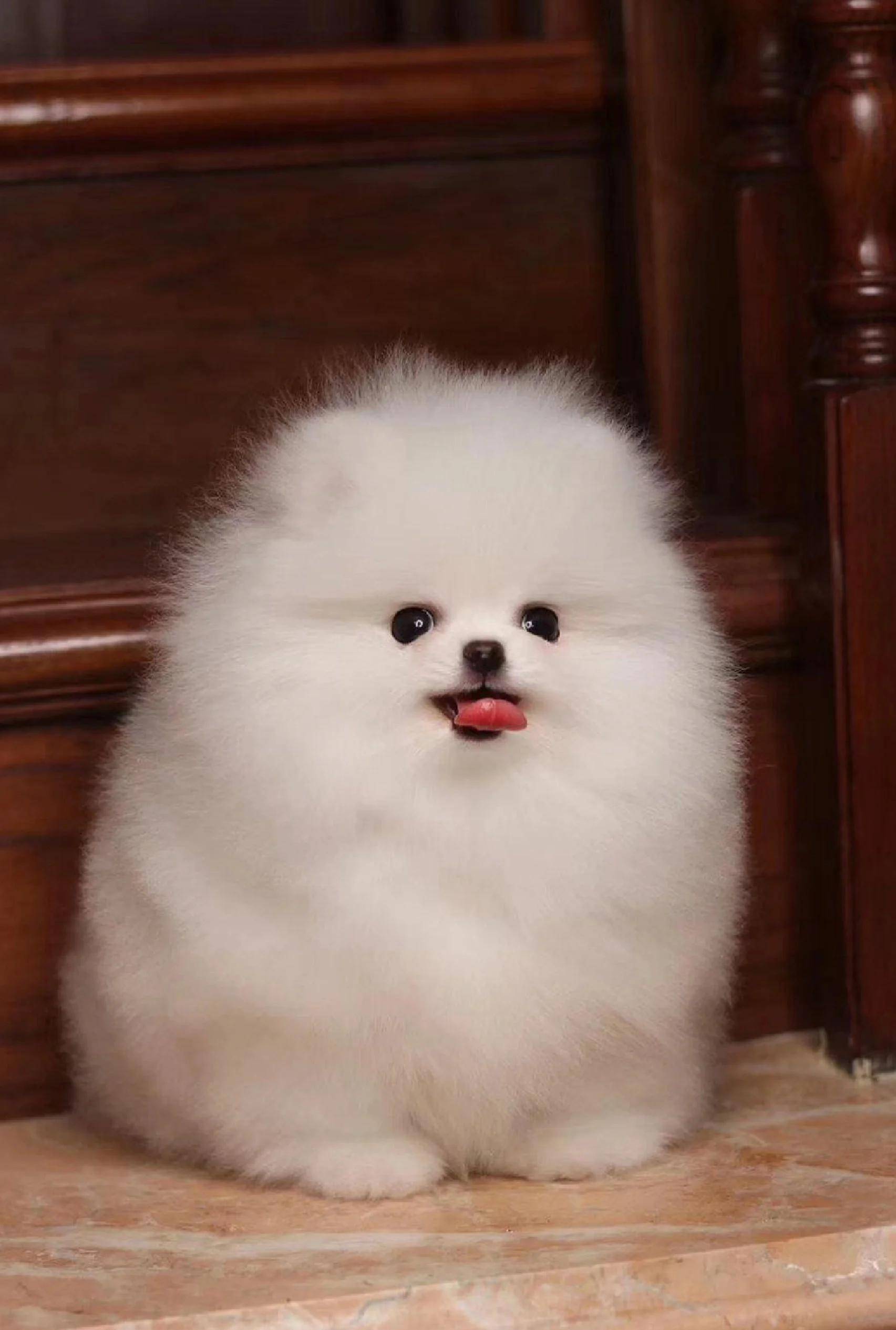 博美犬: 移动的蒲公英,小型狐狸犬,拥有蓬松华丽的被毛和活泼外向的