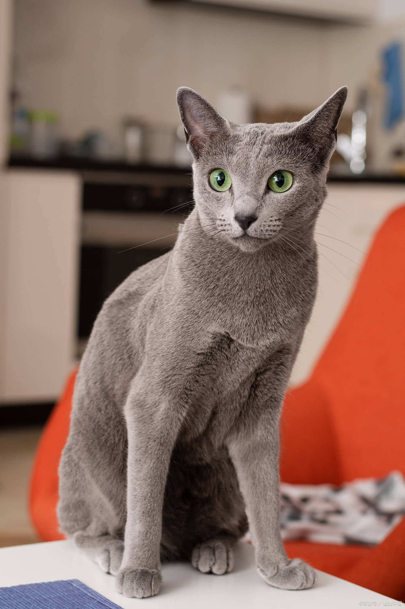 东奇尼猫: 暹罗猫和缅甸猫的杂交后代,拥有貂皮色的重点色和蓝绿色或