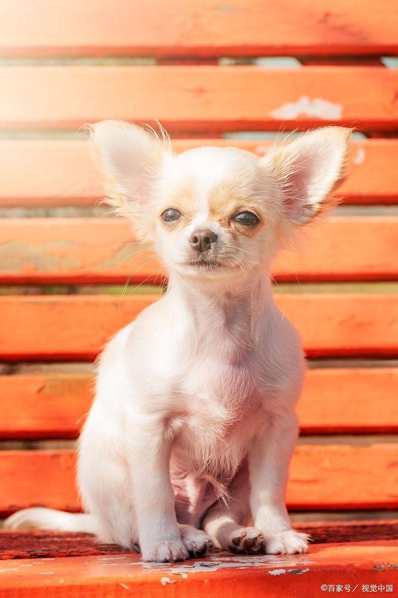 吉娃娃: 世界上体型最小的犬种之一,阿兹特克神殿的活体图腾