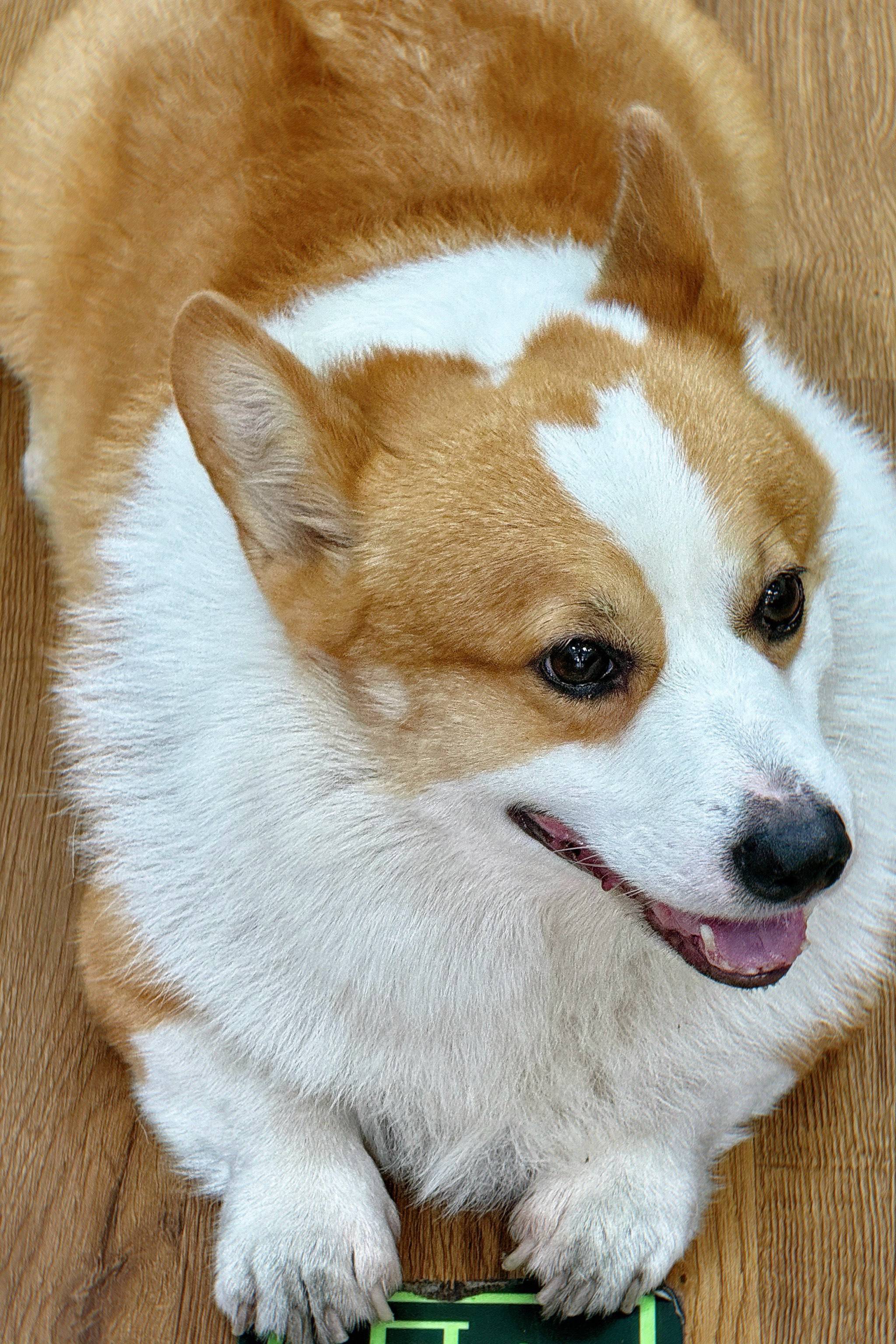 柯基犬:威尔士牧牛犬的千年传奇, 因英国女王伊丽莎白二世钟爱而举世