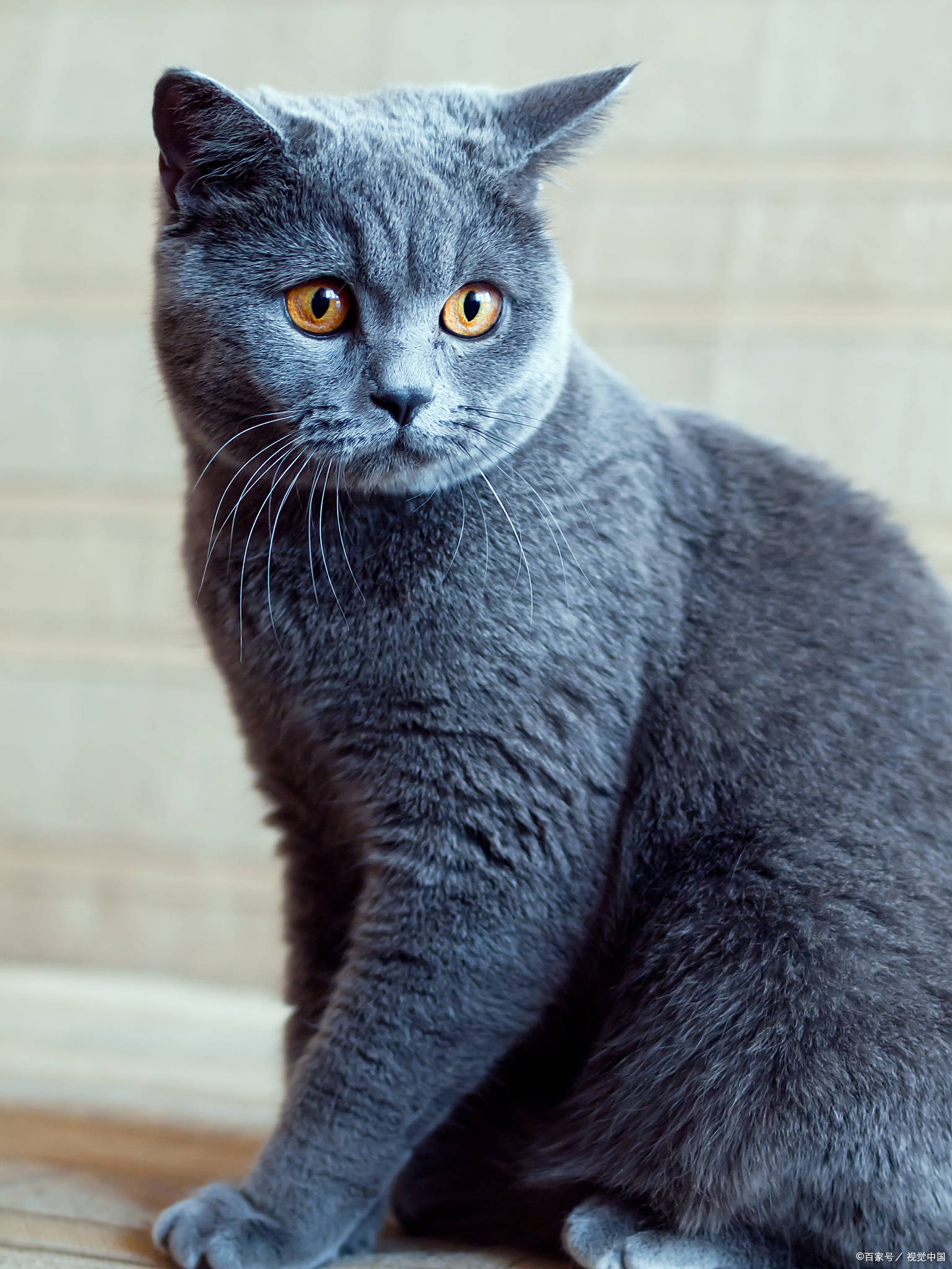 俄罗斯蓝猫: 拥有独特的银蓝色短毛,绿色大眼睛和纤细优雅的体型