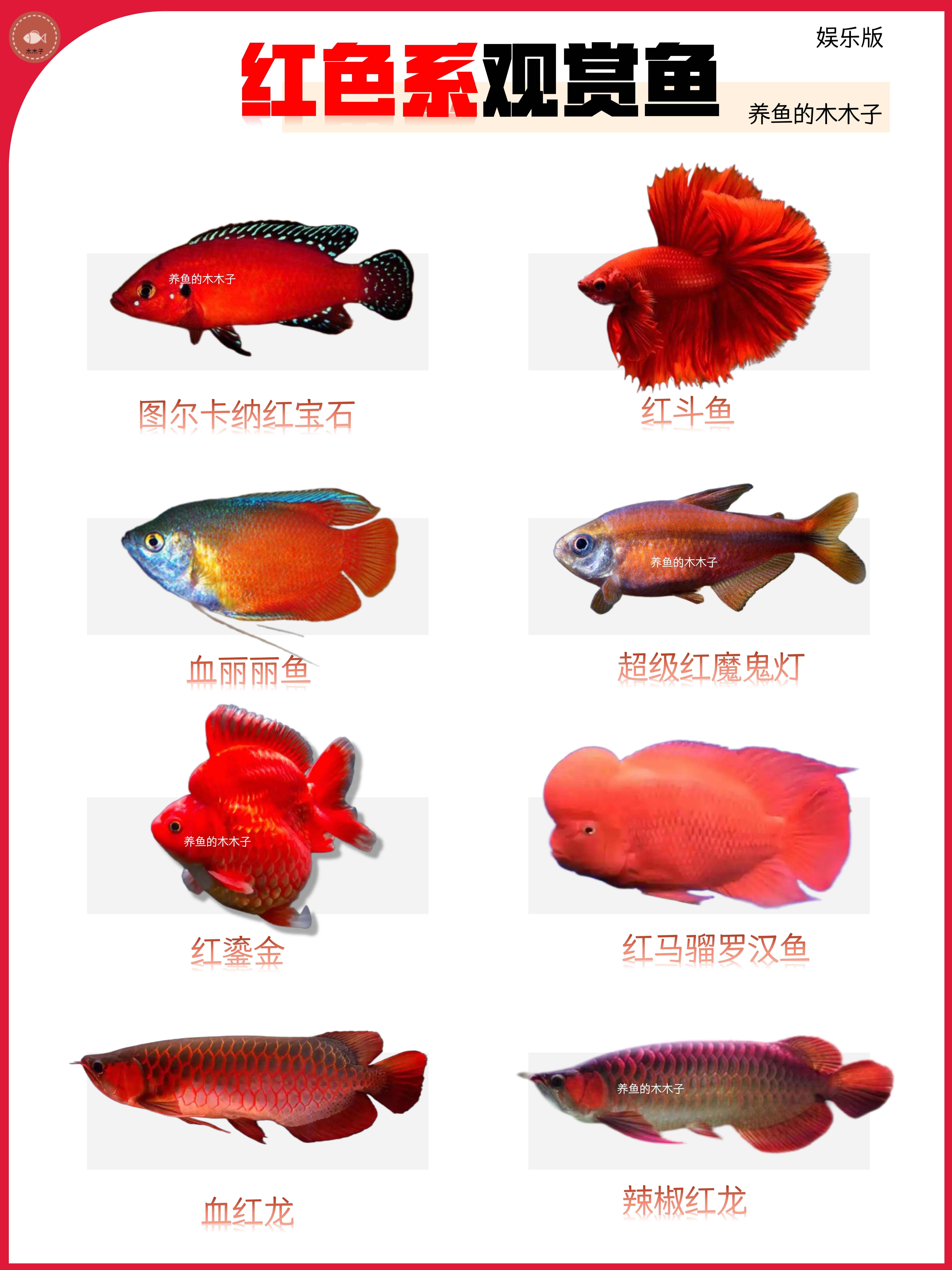 红色系观赏鱼合集