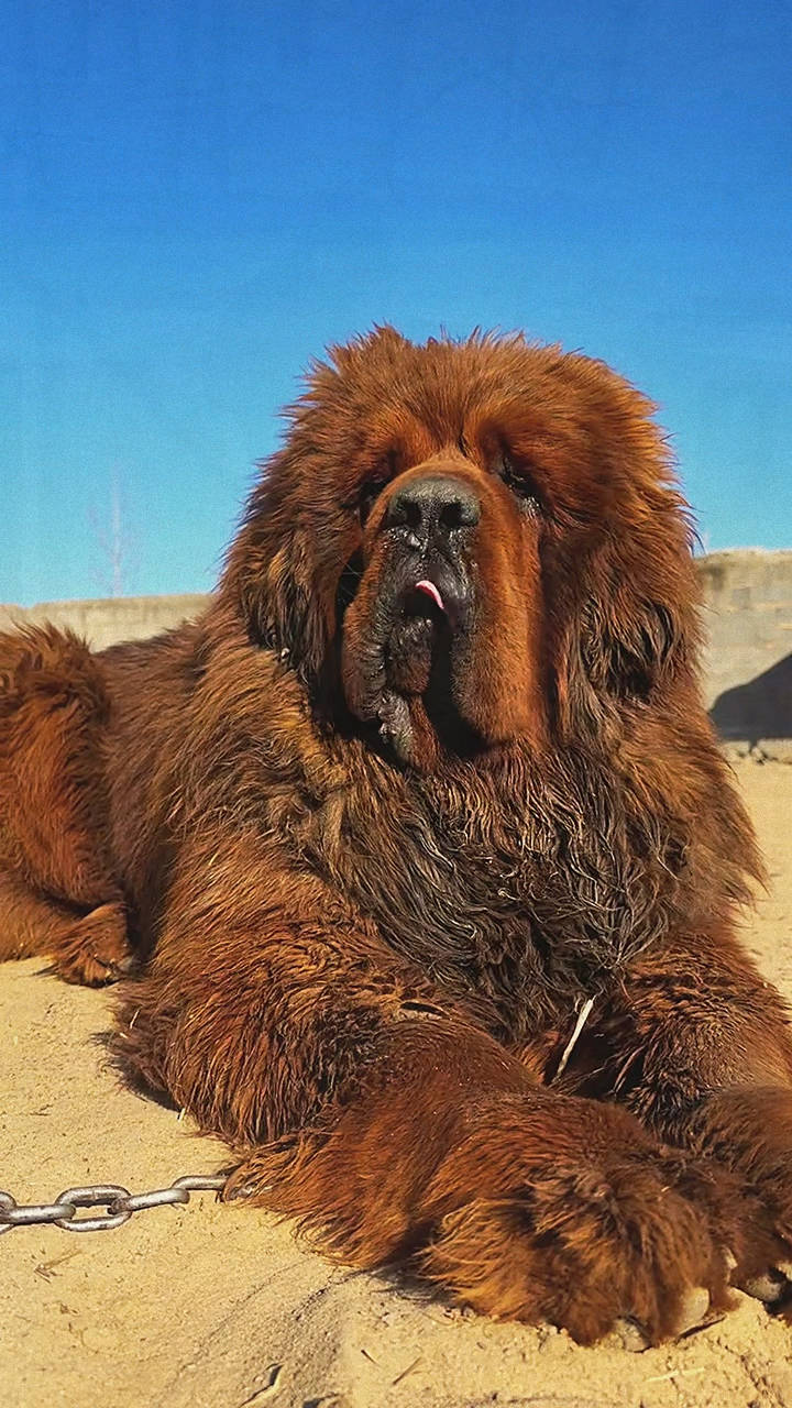 藏獒饲养新手的详细指南,其饲养管理需要系统性的专业知识和充分的