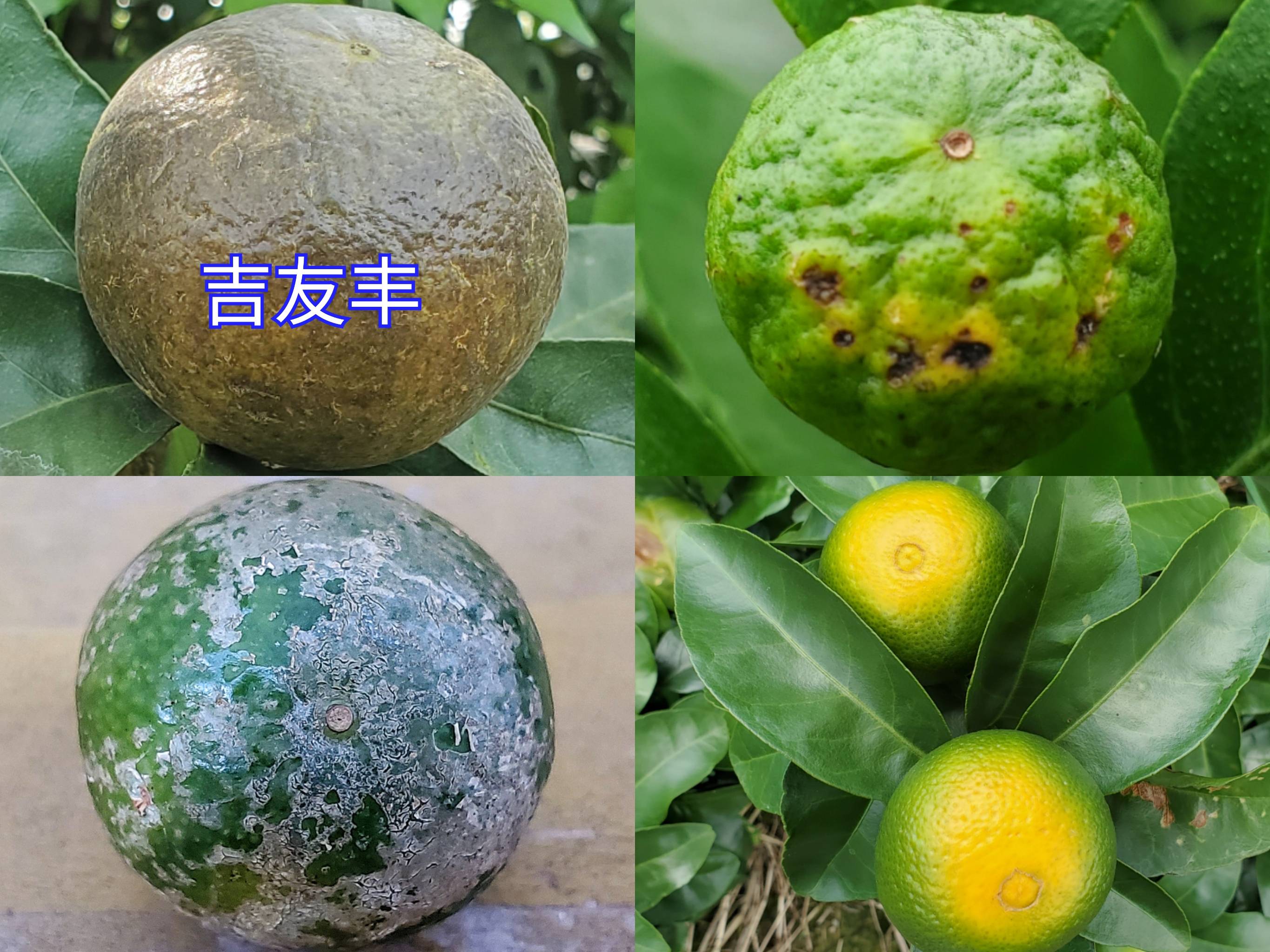 蚧壳虫,锈壁虱,褐斑病,太阳果,秋梢等,柑橘管理九大问答!
