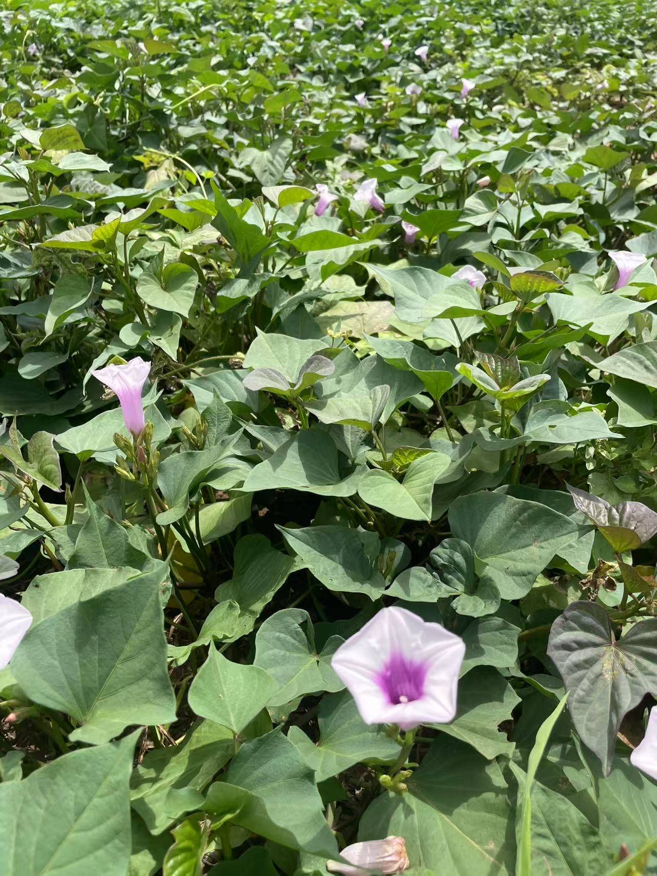 响堂湾,难得一见的红薯花