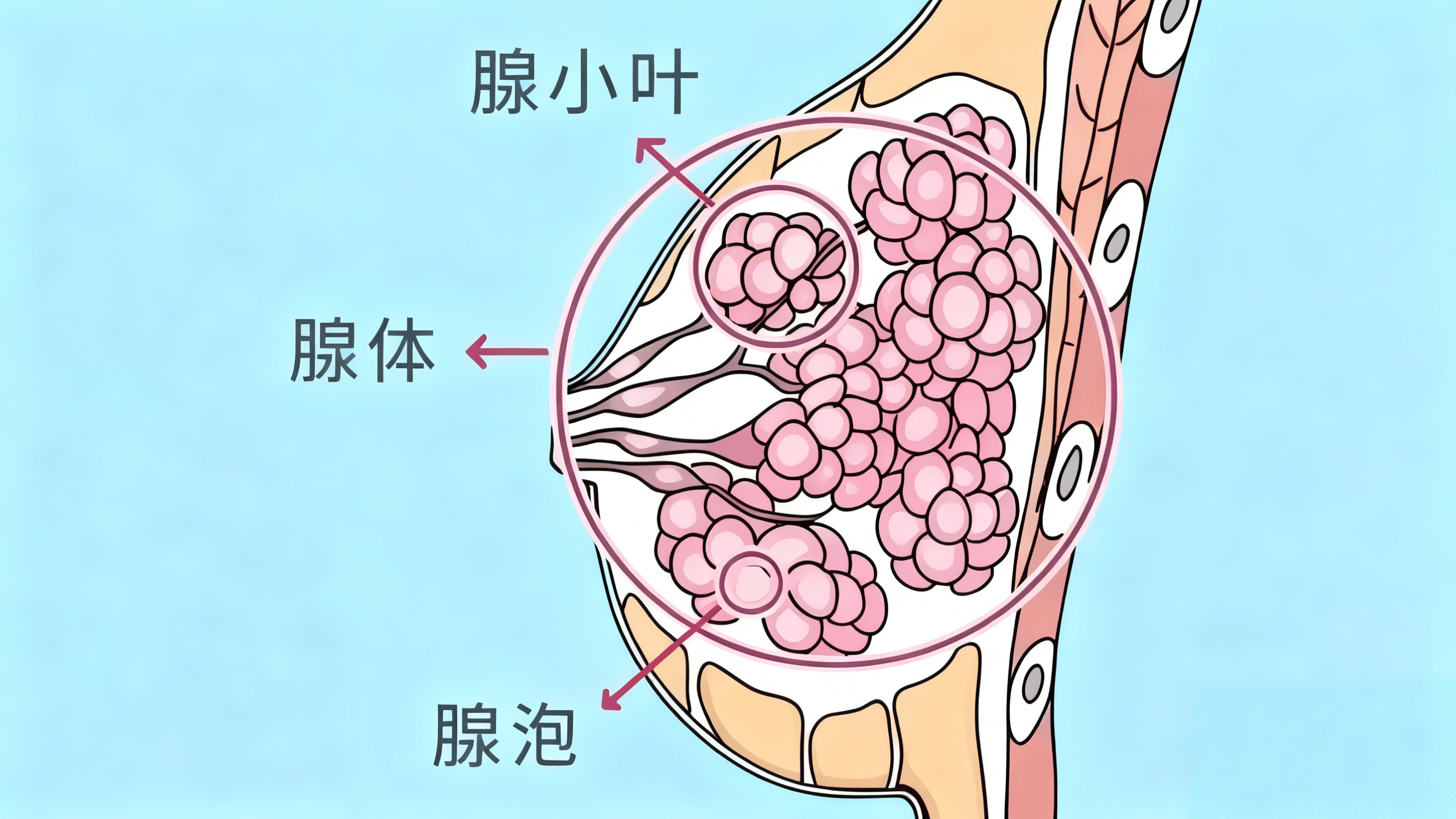 异性经常按摩、吸吮胸部！看似刺激,实则伤害胸部的3大行为！
