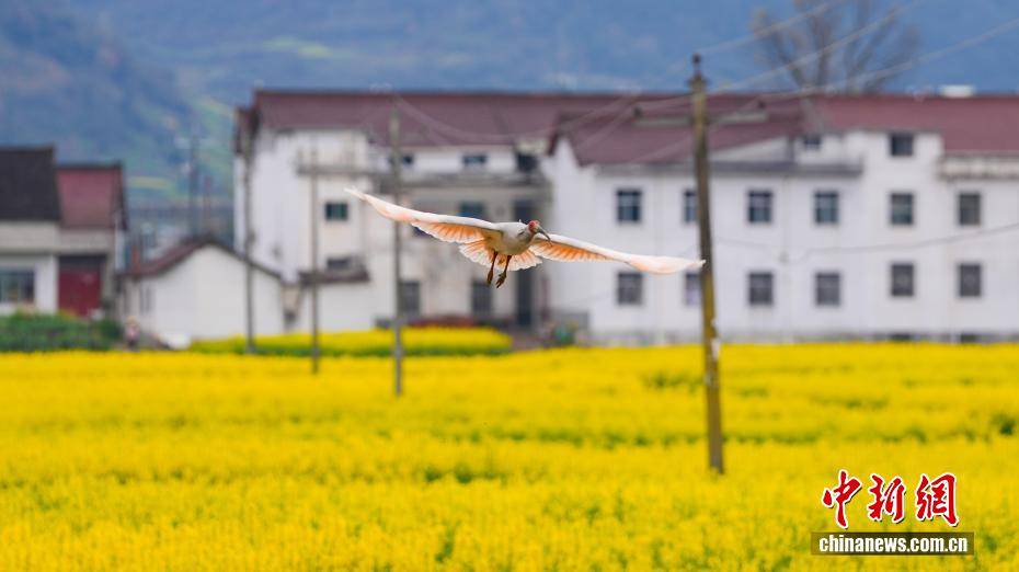 陕西汉中百万亩油菜花海绽放 朱鹮翩跹振翅低飞_油画_花田_宋晓丽