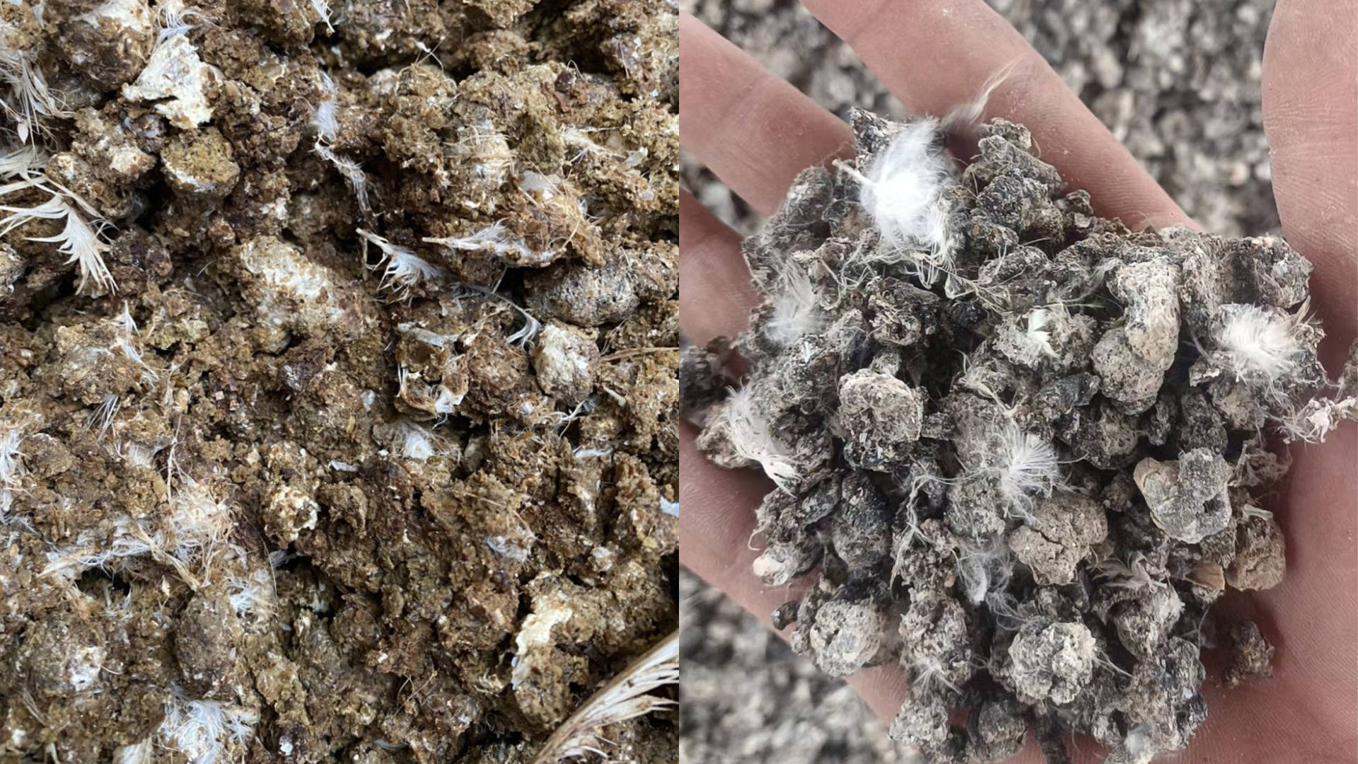 实测对比!市面3类主流鸡粪烘干机,烘干1吨鸡粪成本差多少?看完不踩坑_搜狐汽车_搜狐网