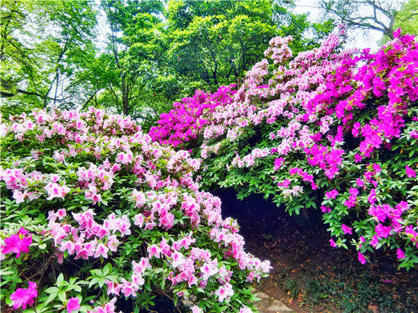 醉红坡上花如海，杜鹃园里画中游(图2)