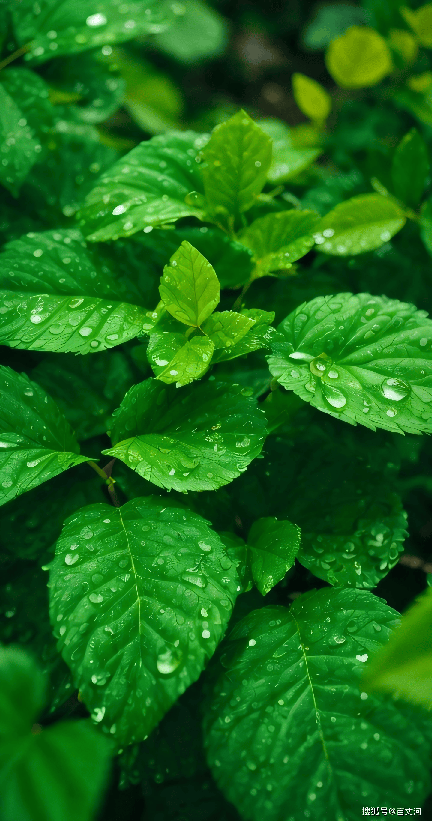 【古诗词鉴赏】宋代诗人范成大《喜晴》诗赏析