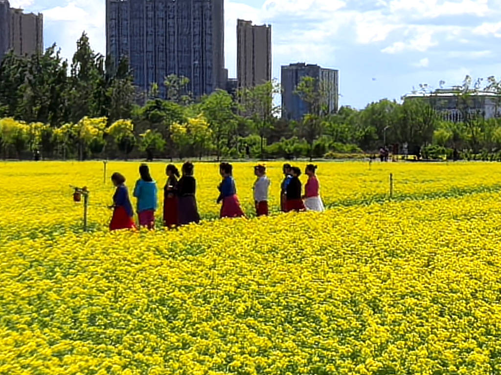 北京永定公园油菜花盛开：金灿灿花海宛若误入油画