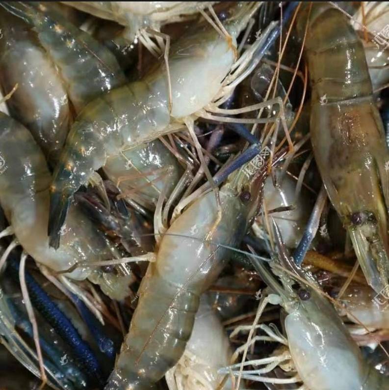 连云港顺旺水产养殖有限公司| 解罗氏沼虾养殖管理要求