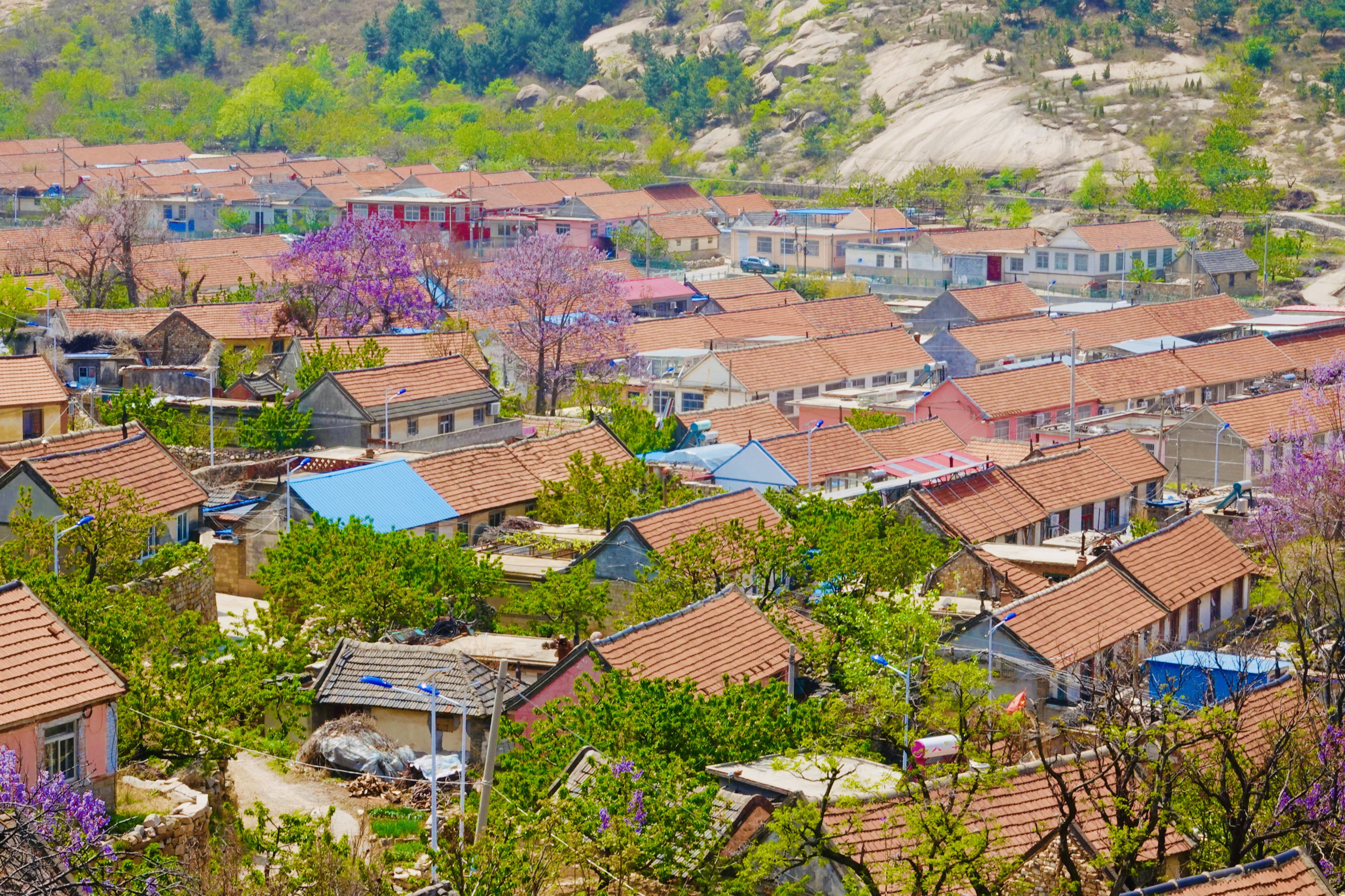 平度大泽山镇村庄合并图片