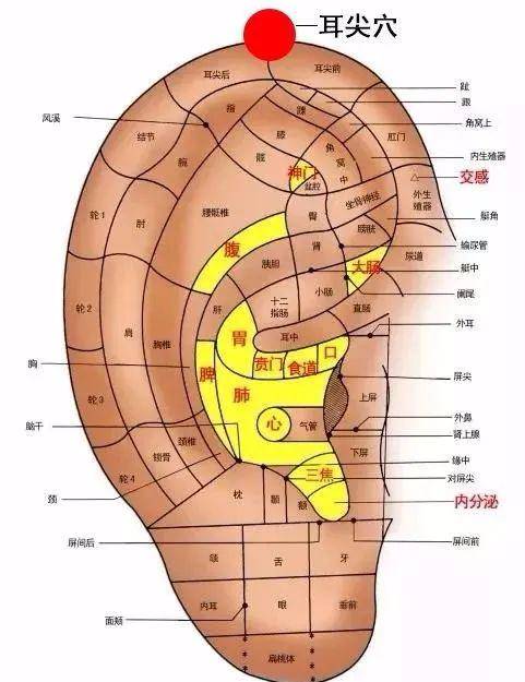 耳背图解图片