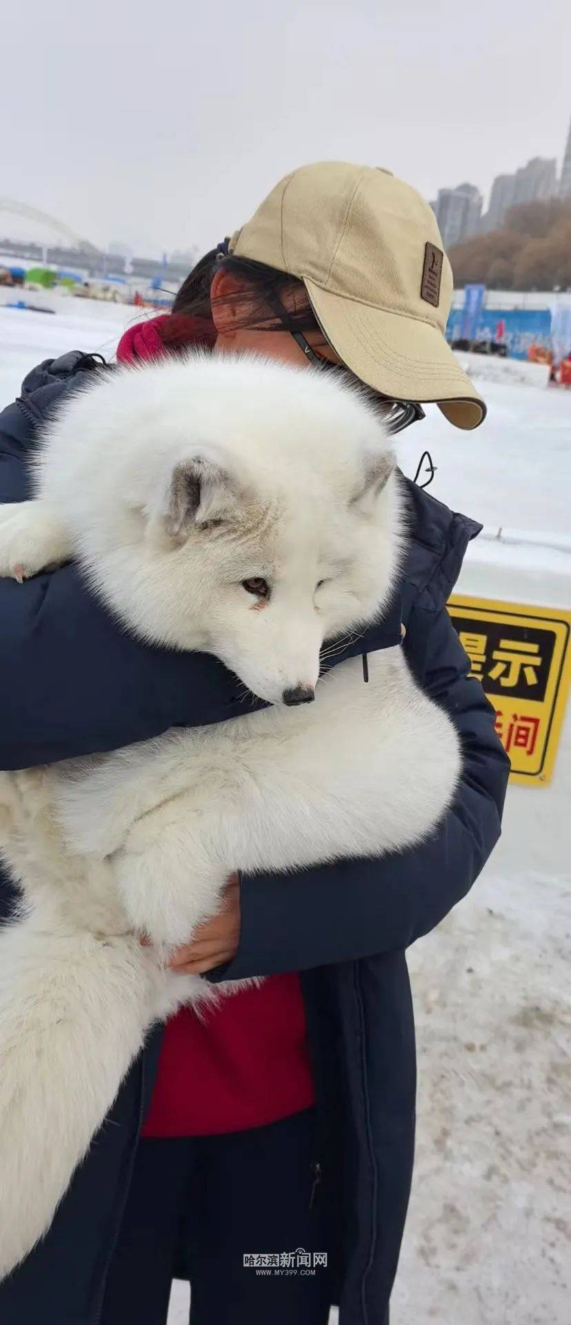 【激情迎亚冬 冰雪暖世界】尔滨“整活”再出圈|“少爷”“欢欢”“大傻”三只雪狐各有“脾气”_游客_互动_小雪