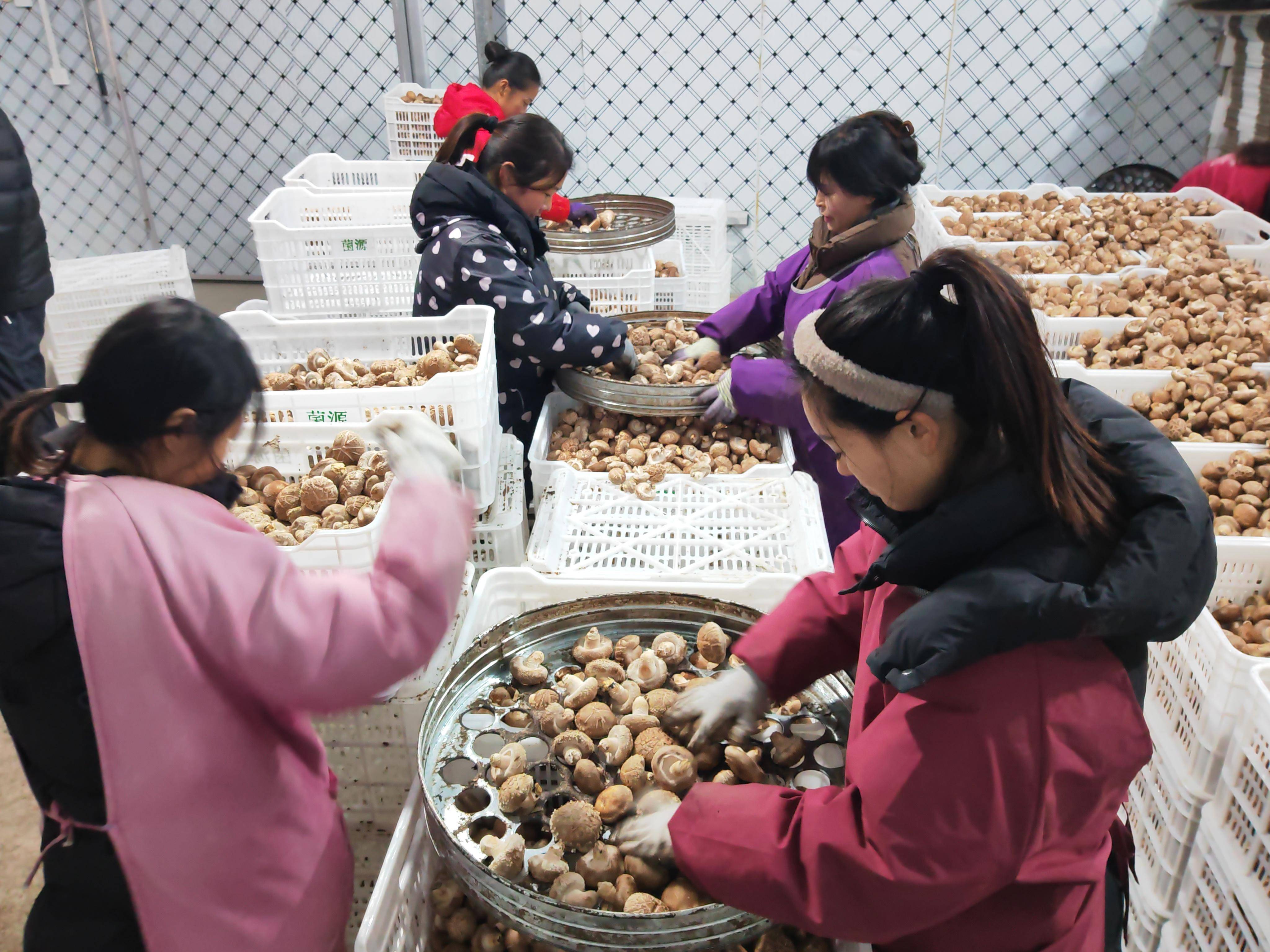 河南卢氏"中国香菇第一村"见闻