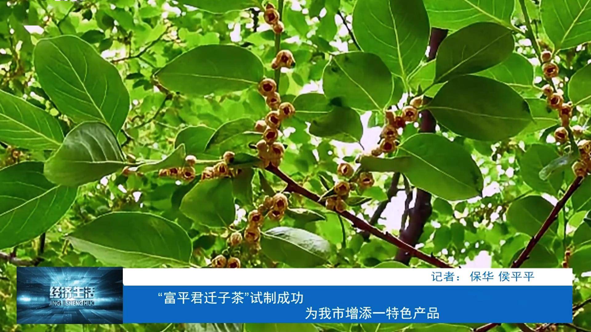 "富平君迁子茶"试制成功 为我市增添一特色产品_渭南市_茶叶_茶文化
