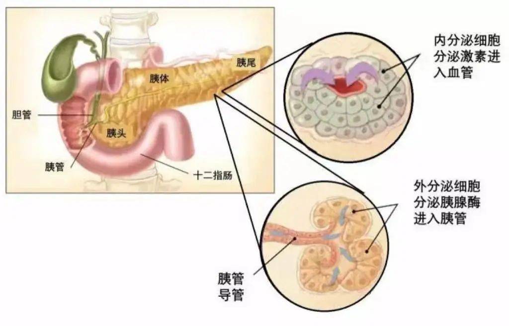 外分泌器官图片