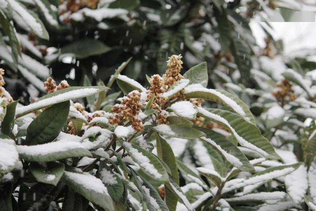 盡情享受雪天的美好堆一個雪人 打一場雪仗不一會校園便被銀裝點綴