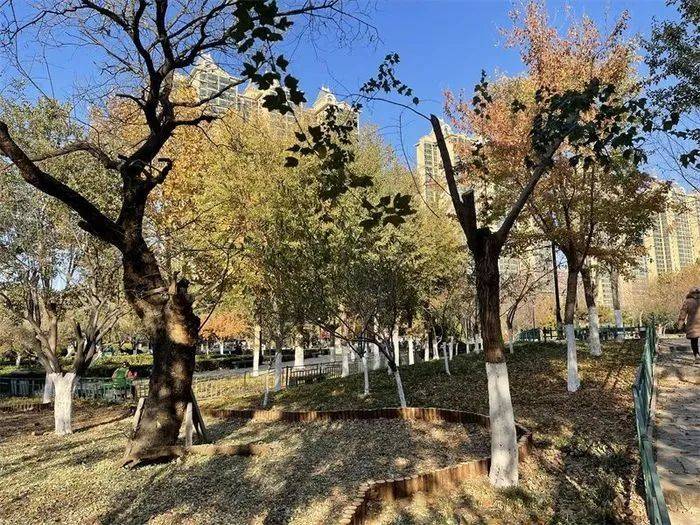 位于长清区文昌山山体公园北广场,古槐树龄约240年.