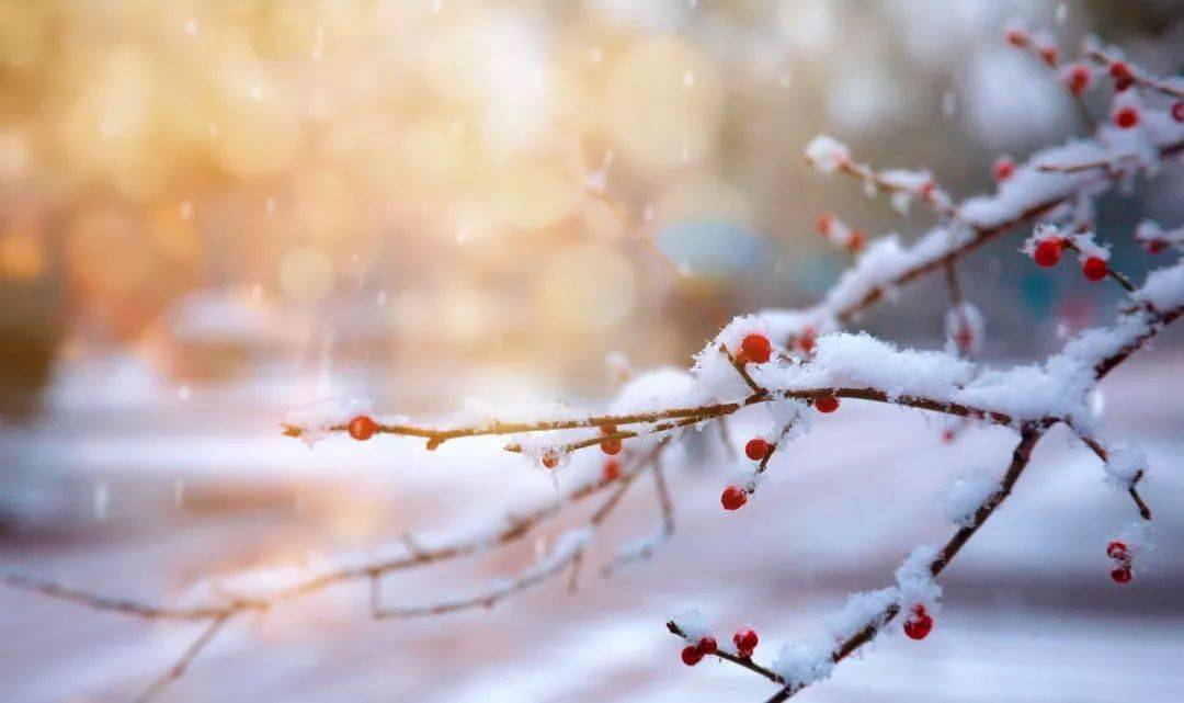 八首清雅的冬日雪詩,哪一首暖了你的寒冬呢?_雪花_風竹_白梅花