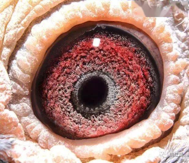 下面是我所收藏的超级种鸽眼