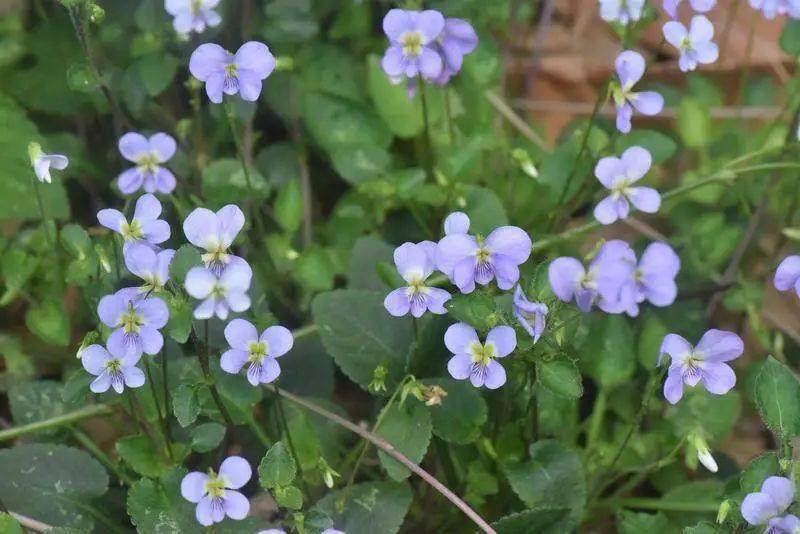 為何野生植物對紫金