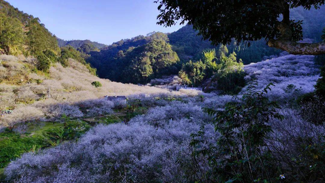 【赏梅】第六届普宁市梅花旅游文化节船埔镇吉告村赏梅区启动仪式正式