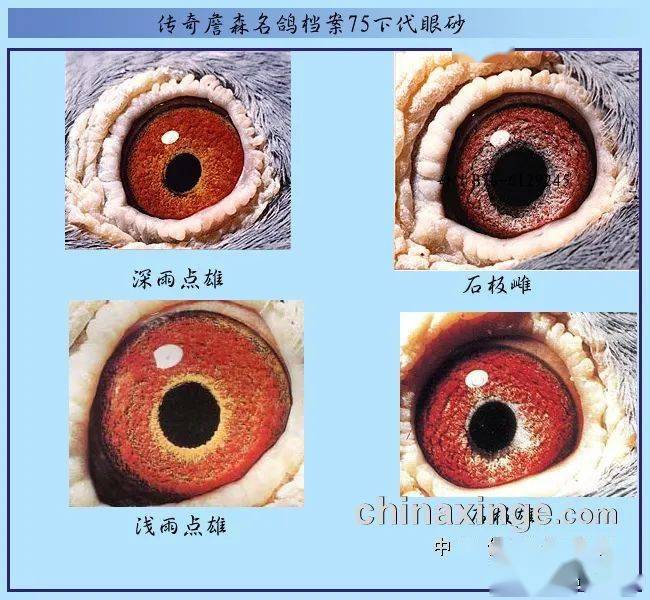 成功的绿眼志配对图片图片