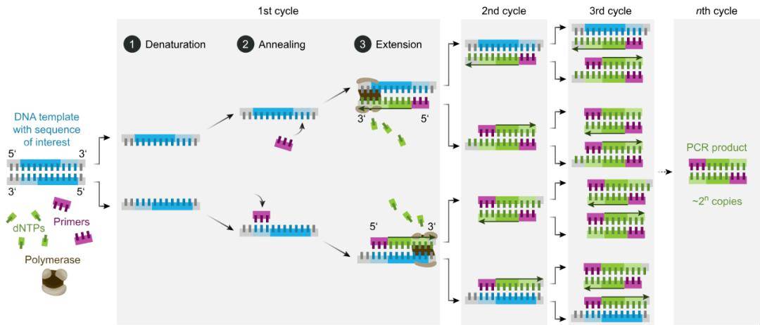 一文秒懂pcr,qpcr,rt-pcr,rt-qpcr和real-time pcr