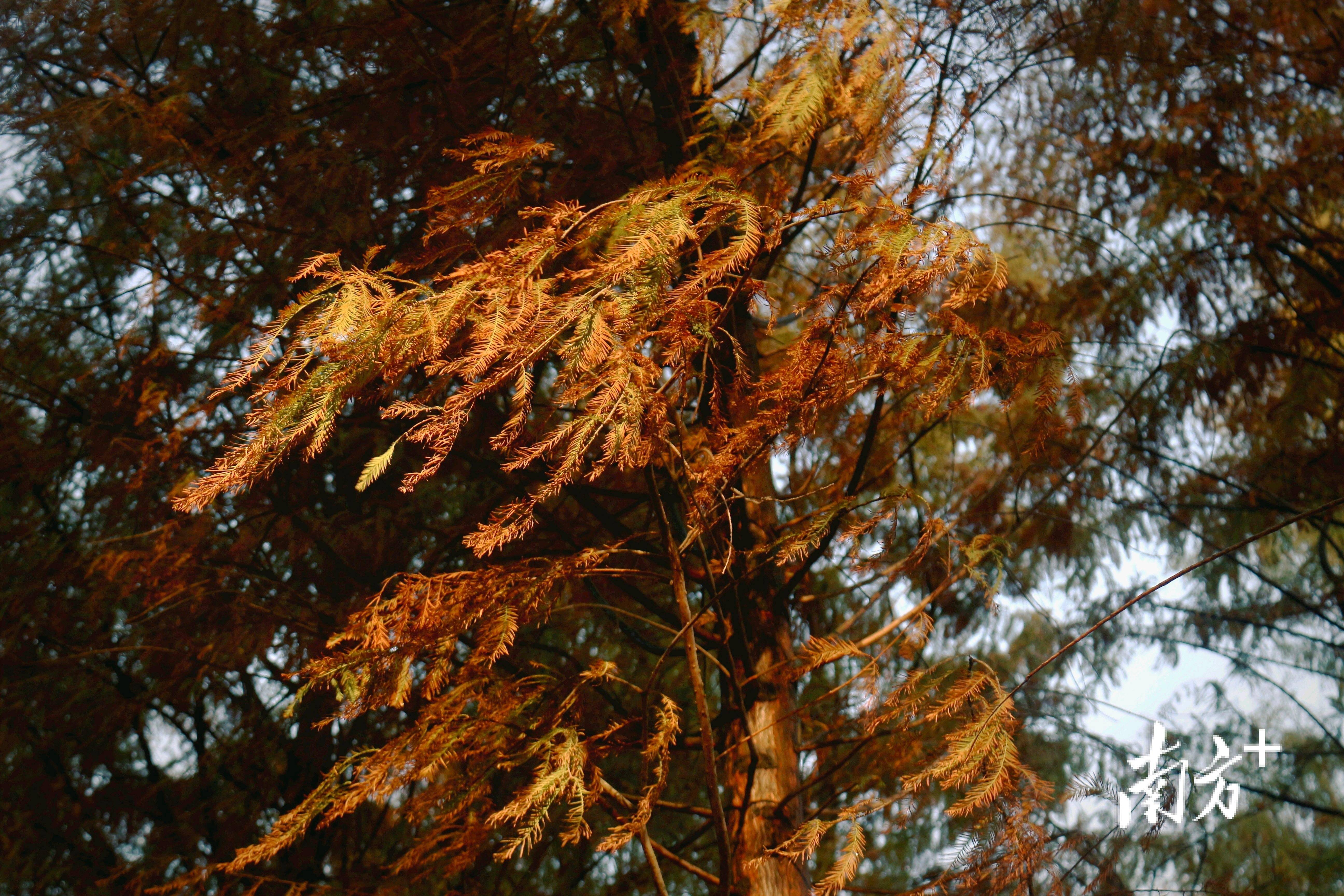 汕头落羽杉最佳观赏期!快来打卡这份"焦糖色浪漫"_位置_南方_建议