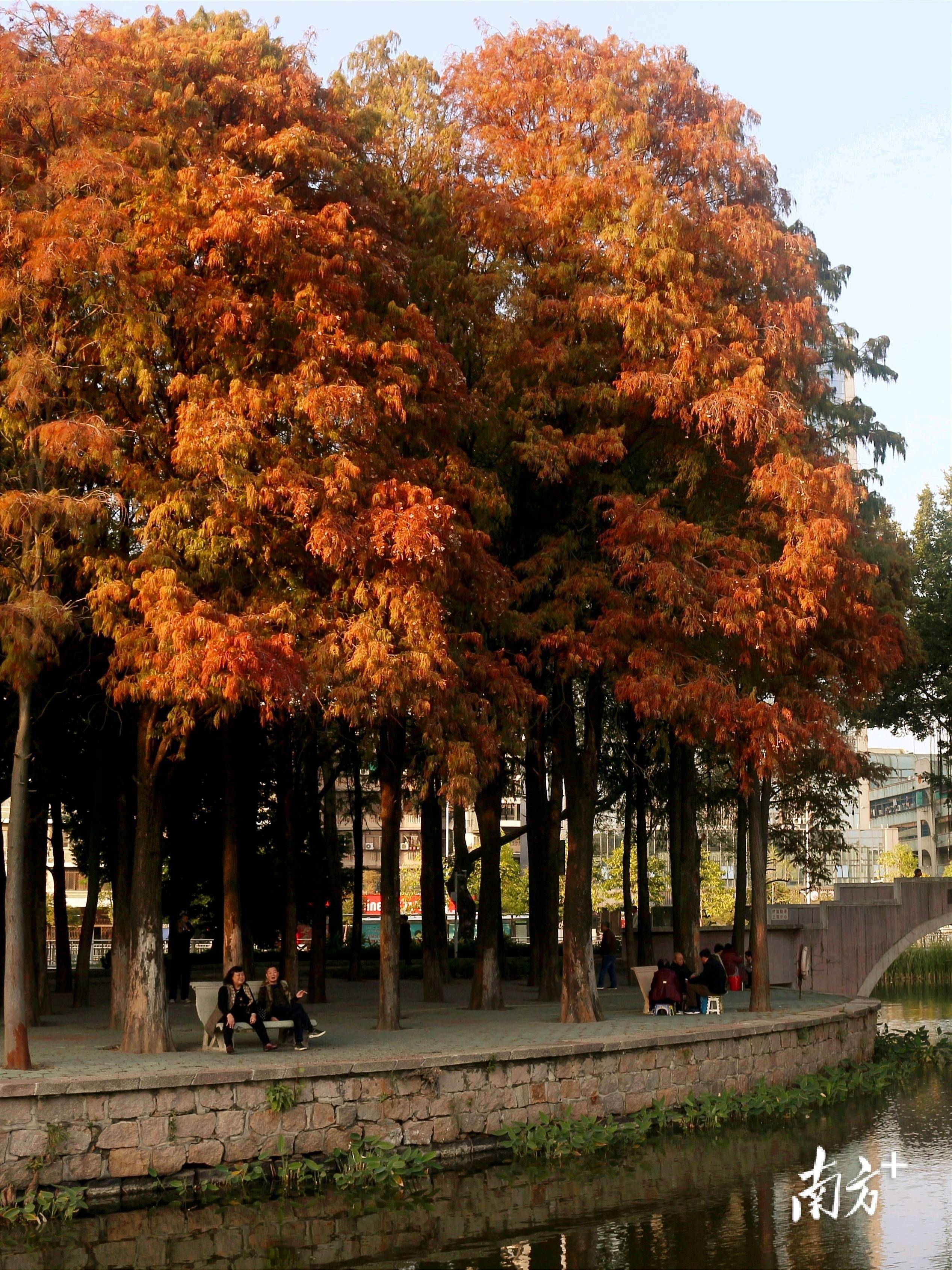 汕头落羽杉最佳观赏期!快来打卡这份"焦糖色浪漫"_位置_南方_建议